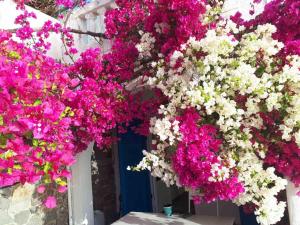 Jennys Sea View House