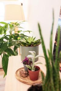 Appartements En plein centre du village ! : photos des chambres