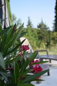 Moulin des Gypses Gîte Les Pampres, Ventoux
