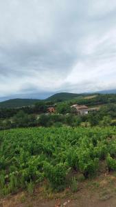 Maisons de vacances Gite isole au coeur du vignoble : photos des chambres