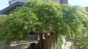 Green Grass Cut Apartment