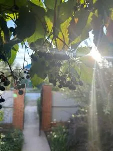 Сафр - Novenʼkiy