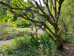 Sonas Mount Trenchard