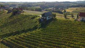 Hisa Vukan - Eco House in middle of vineyard with Sauna!