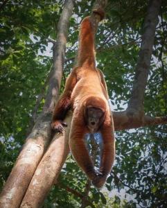 CAMUNGO jungle Lodge in indigenous communityINCLUSIVE