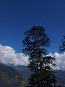 Jamming Tree