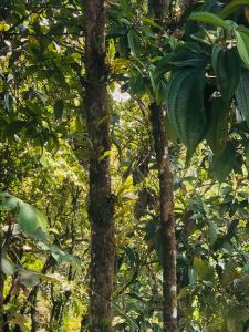 Entre Brisas y Árboles