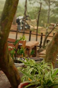 Big Măng Đen Homestay