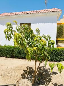 One room in a compound with the swimming pool