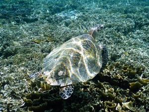 Raja Ampat Tapordura Homestay