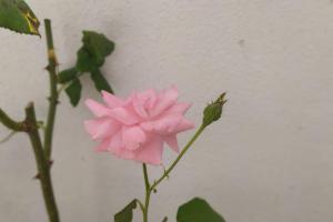 La dimora del Viaggiatore img29