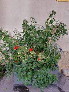 Appartements Quietude au Bord de Loire. : photos des chambres