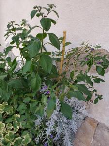 Appartements Quietude au Bord de Loire. : photos des chambres