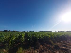 Au Coeur des Vignes Médoc