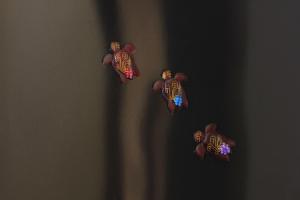 Villa Casa Turtle Sanur 3 Bedrooms Pool Villa