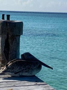 Blue angel 20 a pasos de la 5 av