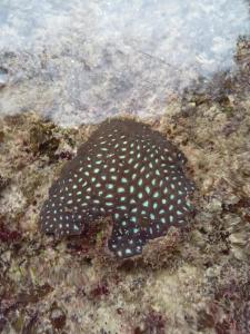 Wobbegong Homestay