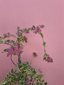 Coco Colada Bungalows