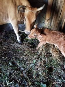 Bujtina Kashnjeti te Lush Zefi