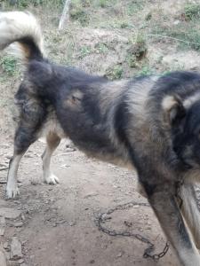 Bujtina Kashnjeti te Lush Zefi