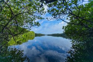 THE Mangrove cave Hotel