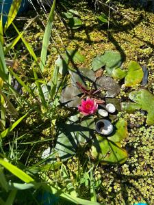 Ferienwohnung Lindenberg