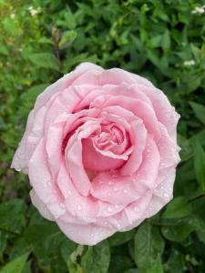 gîte Walden 4-6 personnes