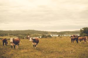 Gålå Høgfjellshotell