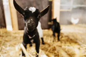 Steenhuus Steenfeld am NOK - Tackesdorf