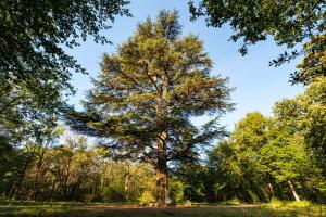 Appartements Les toits de Fontainebleau : photos des chambres