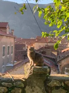 Charming rooftop view - Petrova Ljut