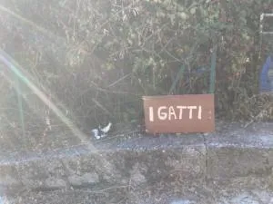 I Gatti - Azilone-Ampaza