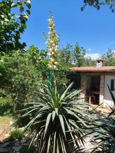 Apartments with parking space Seline, Paklenica - 17390