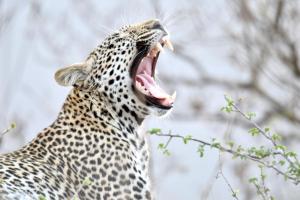Chobe House Villa and Chalets