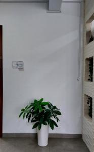 ESTUDIO - Cristo Redentor