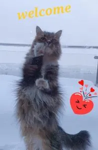 Private room, Tomasjord - Tromsø - Tomasjorda