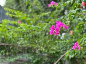 Bougainvillea Homestay 3BR - Lotus Pond - Cooking Class - Pool - BBQ Garden
