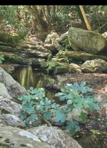 Appartements CASA Piana : photos des chambres