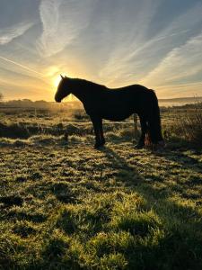 Saddleview Farm, Galway