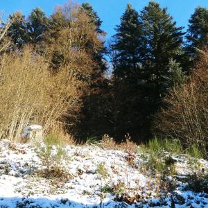 Appartements Charmant logis Gerardmer : Appartement 1 Chambre