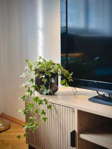 Boho Apartment in Old Town