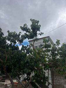 Tantulia la casita del Caballo