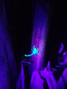 Amazon Jaguar Adventure & Lodge