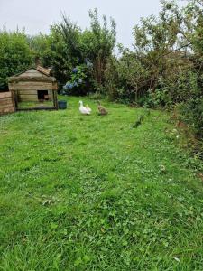 Puddle Duck Peeps Out Chalet