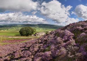Moor Tops By Birch Stays