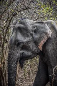 Villa emerald yala - Walagampattuwa