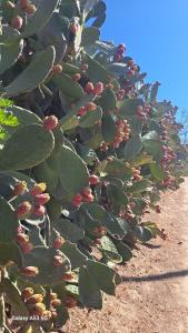 Relax tra mare e monti Flumini di Quartu img75