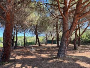 Appartements SAINT FLORENT - T3 Climatise piscine FLO147 : photos des chambres
