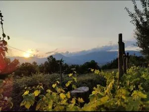 GrappoloNero - Laino Borgo