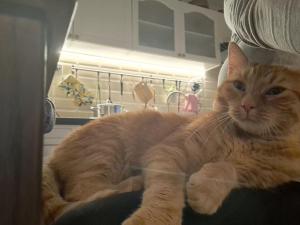 Лесной Коттедж Нова